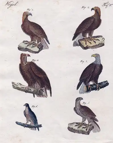 Vögel V. - 1) Der Königs-oder Gold-Adler. - 2) Der gemeine Adler - 3) Der Pygargue oder Adler mit weißem Kopfe