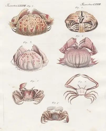 Insecten LXXVII - Die Gewölbeschild- oder Kokoskrabbe - Das Körnerschild - Der Hahnenkamm - Der Laufer - Das W