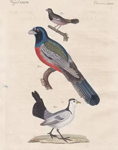 Vögel LXXXVII - Der schwarze und rothe Grossschnabel - Der Surucuo - Der Gallita  - Vogel bird Vögel birds Sur