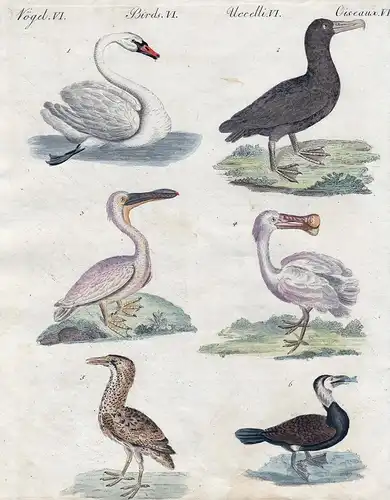 Vögel VI. - 1) Der Schwan. 2) Der Albatros. - 3) Der Pelican. - 4) Die Löffelgans. - 5) Der Rohrdommel. - 6) D