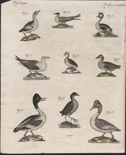 Vögel XXVII / Oiseaux XXVII - Wasservögel - Die Kriek-Ente - Die Taucher-Gans - Der Meer-Rachen - Die Taucher-