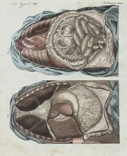 Verm. Gegenst. XXXI. - 1) Die Lage der Eingeweide, der Brust und des Unterleibes. - 2) Zweite Ansicht der geöf