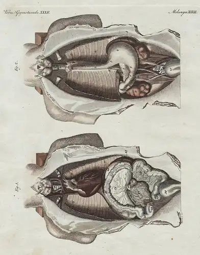 Verm. Gegenstaende XXXII. - 1) Die geöffnete Brust - und Bauchhöhle nach Wegnehmung mehrerer Eingeweide. - 2)