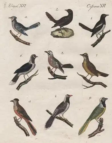 Vögel XVI / Oiseaux XVI - Die europäische Elster - Die Elster aus Senegal - Der Häher - Der blaue Canadische H
