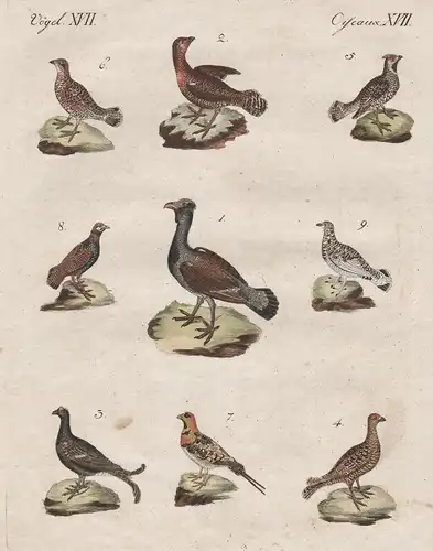 Vögel XVII / Oiseaux XVII - Waldhühner verschiedener Art - Der Auerhahn - Die Auerhenne - Der Birkhahn - Das g