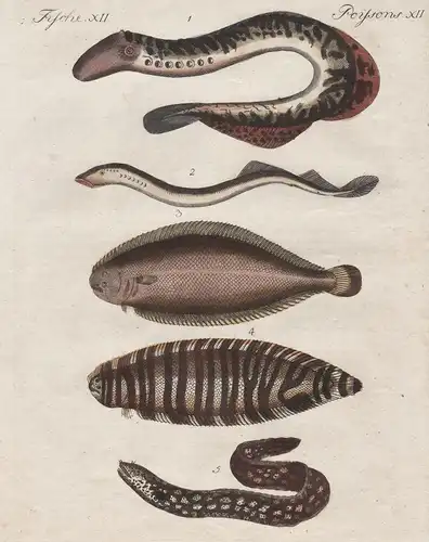 Fische XIII / Poissons XIII - Die Lamprete - Das Neunauge - Die ordin Zunge - Die Murene - Lamprete Neunauge l