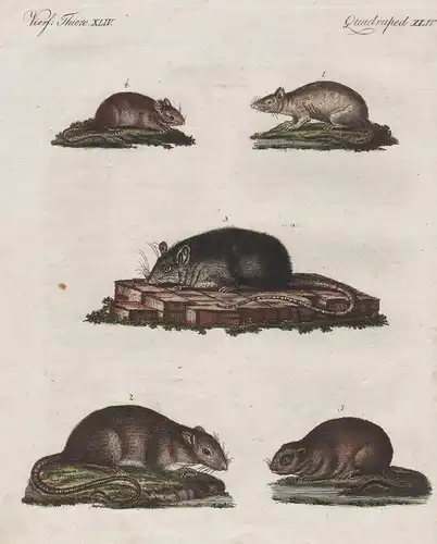 Vierfüß. Thiere XLIV / Quadruped XLIV - Der Caraco - Die Wander-Ratta - Die Haus-Ratte - Die Wald-Maus - Die W