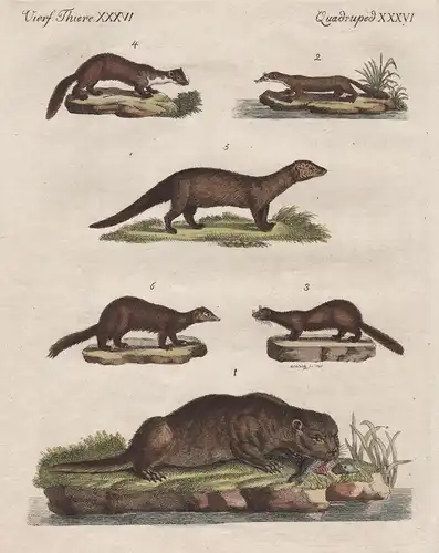 Vierf. Thiere XXXVI / Quadruped XXVI - Der Fisch-Otter - Der Nörz - Der Vison - Der Haus-Marder - Der Pekan -