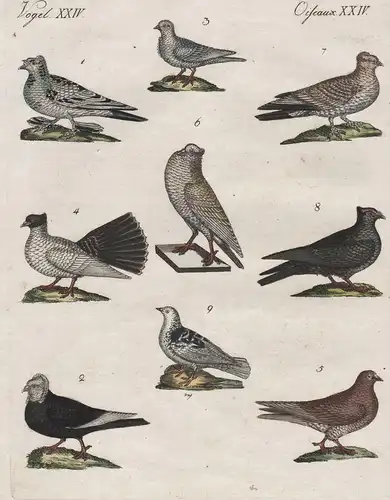 Vögel XXIV / Oiseaux XXIV - Die Trommel-Taube - Die Schleyer-Taube - Das Möwchen - Die Pfautaube - Die Tummel-