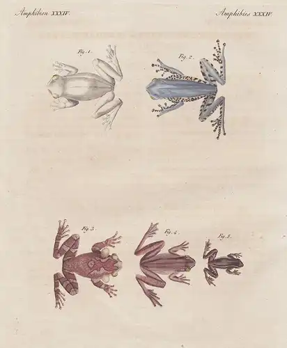 Amphibien XXXIV - Der milchweisse Laubfrosch - Der seitengestreifte Laubfrosch - Der geaderte Laubfrosch - Der