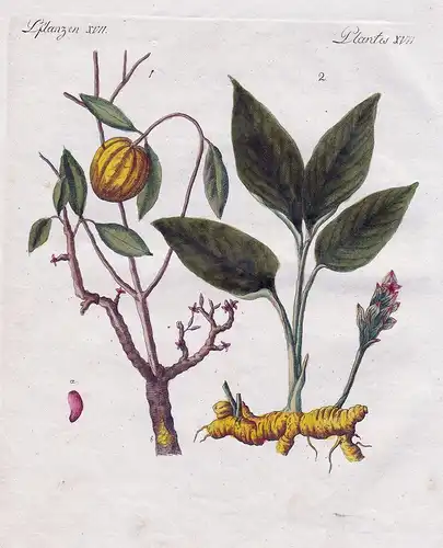 Pflanzen XVII. - 1) Der Gummigutt-Baum. - 2) Die Curcuma - Kurkuma turmeric Gummigutta gum gutti Pflanze plant
