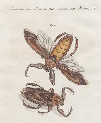 Insecten LIV - Der grosse Wasser-Scorpion oder Wasser-Wanze aus Surinam - Nepa Grandis Wasserskorpion Skorpion
