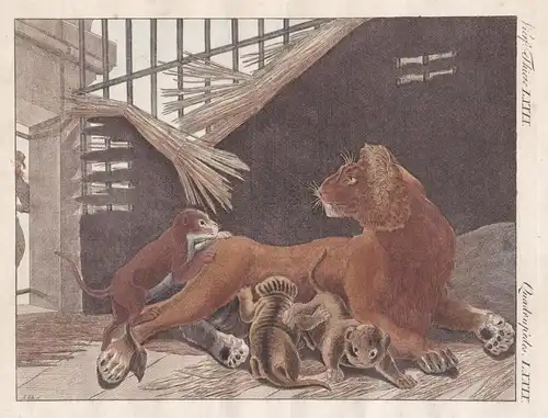 Vierf. Thiere LXXIX - Die Löwin und ihre Jungen - Löwin lioness Löwe lion cub cubs Bertuch Kupferstich copper