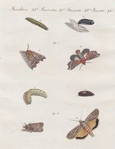 Insekten LV - Die Näscherin - Die Brautjungfer - Phalaena Noctua Zackeneule Brautjungfer Schmetterling butterf