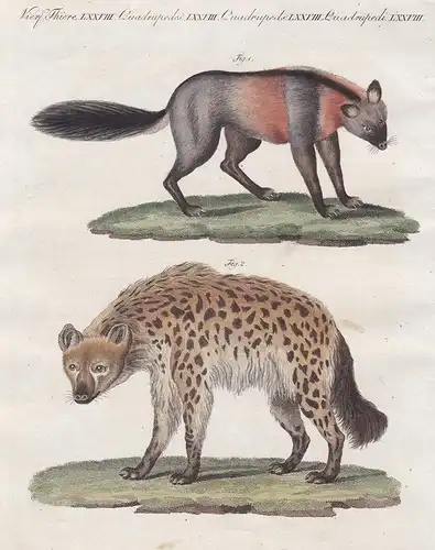 Vierf. Thiere LXXVIII - Der Kreuzfuchs - Die gefleckte Hyäne - Fuchs fox Füchse foxes Hyäne hyena Hyänen hyena