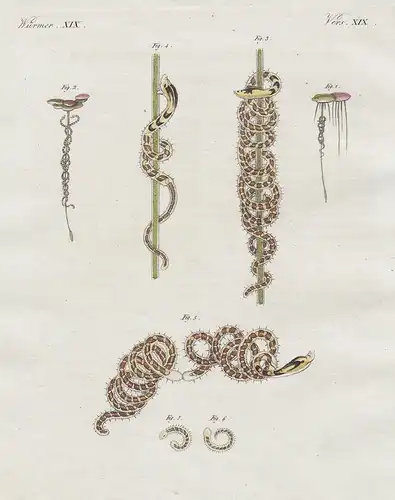 Würmer XIX - Die geschlängelste Naide - Schnauzenwürmchen Ophidonais serpentina Nais serpentina Wasserschlängl
