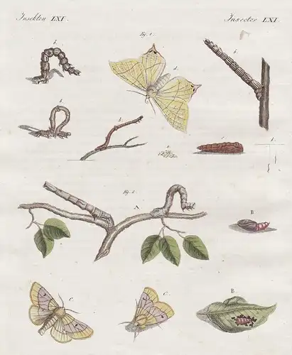 Insekten LXI - Der Hollunder-Spanner - Der kurzrüssliche Spanner - Spanner Schmetterling butterfly moth Motte