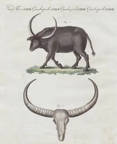 Vierf. Thiere LXXVII - Der Riesen-Büffel - Tiere Büffel water buffalo Wasserbüffel Arni bubalus arnee Afrika A