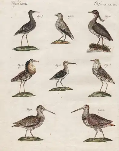 Vögel XXVIII - Merkwürdige Sumpfvögel - Waldschnepfe woodcock Kiebitz Strandläufer calidris Vogel bird Vögel b