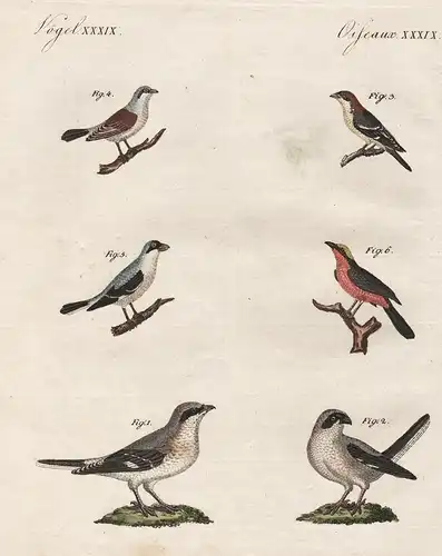 Vögel XXXIX - Würger verschiedener Art - Vogel bird Vögel birds Würger shrike Sperlinge sparrow Sperlingsvögel