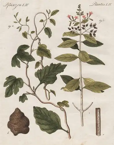 Pflanzen LIV - Arzney-Pflanzen. 1) Die China oder Fieberinde. (Cinchona officinalis). 2) Die Jalappe. (Conivol