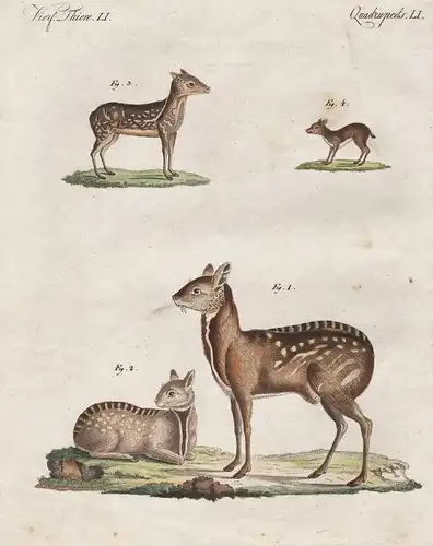 Vierf. Thiere LI - Moschus Thiere - Moschustier musk deer Hirsch Paarhufer even-toed ungulate Säugetier Bertuc