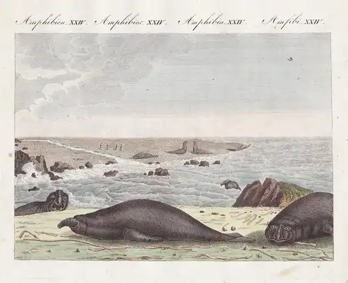 Amphibien XXIV - Die Rüssel-Robbe - See-Elefanten elephant seal Robbe Robben seals Amphibien amphibians Bertuc