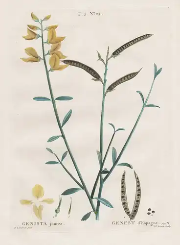 Genista juncea - Pfriemenginster Spartium Botanik botany