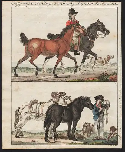 Verm. Gegenst. LXXXIV - Das Pferd mit seinen verschiedenen Rassen - Das englische Pferd - Das französische Pfe