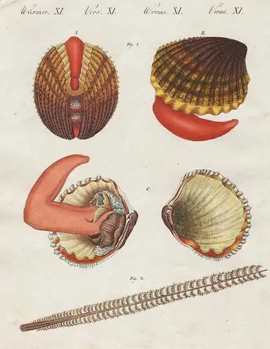 Würmer XI - Seegeschöpfe - Muschel shell Muscheln shellfish Würmer worms Wurm worm Bertuch Kupferstich copper