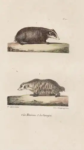 1. Le Blaireau. 2. Le Carcajou - badger Dachs Vielfraß Tiere animals Zoologie zoology