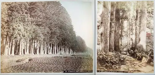F 241 A row of Cruptomeria at Nikko  / D121 Cruptomeria on the Way of (Takinoo) Nikko - Nikko roads trees Land