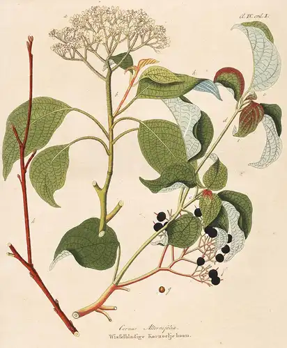 Cornus Alternifolia, Wisfelbladige Kornoelje boom - Hartriegel dogwood botanical Botanik Botany / from Afbeeld