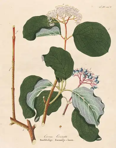 Cornus Circinata, Roundbladige Kornoelje boom - Hartriegel dogwood botanical Botanik Botany / from Afbeeldinge