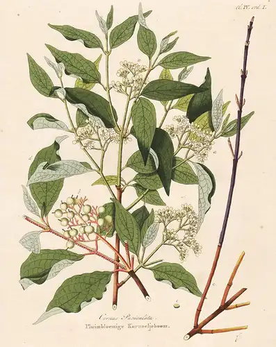 Cornus Paniculata, Pluimbloemige Kornoelje boom - Hartriegel dogwood botanical Botanik Botany / from Afbeeldin