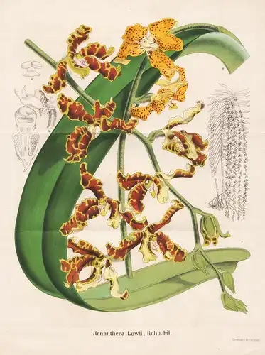 Renanthera Lowii - orchid Orchidee flower Blume Blumen botanical Botanik Botany