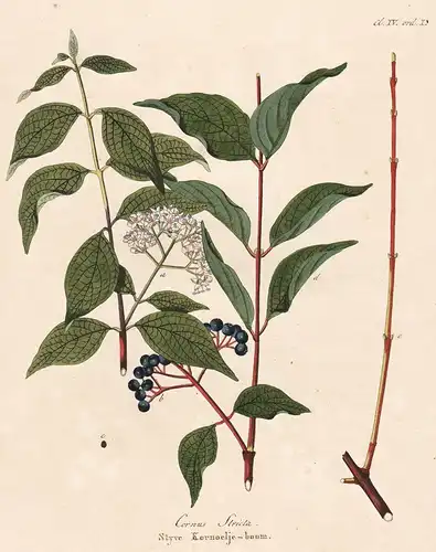 Cornus Stricta, Styve Kornoelje boom - Hartriegel dogwood botanical Botanik Botany / from Afbeeldingen der fra