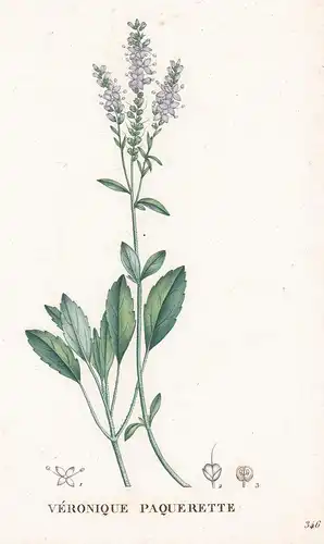 Veronique Paquerette - Veronica longiflolia Ehrenpreis speedwell flower Blume Blumen botanical Botanik Botany