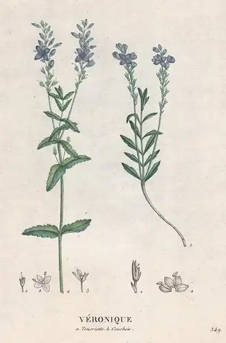 Veronique - Veronica longiflolia Ehrenpreis speedwell flower Blume Blumen botanical Botanik Botany