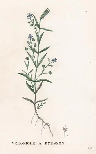 Veronique a ecusson - Veronica longiflolia Ehrenpreis speedwell flower Blume Blumen botanical Botanik Botany