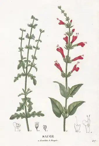 Sauge - Salvia splendens Salbei Feuersalbei flower Blume Blumen botanical Botanik Botany