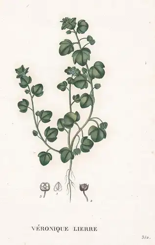 Veronique Lierre - Veronica longiflolia Ehrenpreis speedwell flower Blume Blumen botanical Botanik Botany