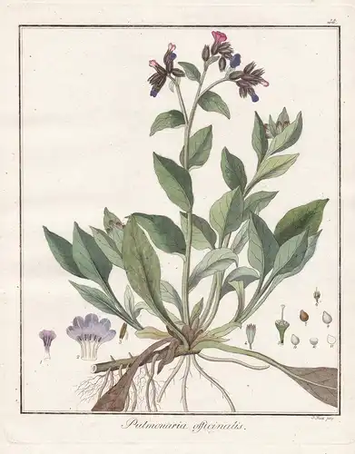 Pulmonaria officinalis - Lungenkraut lungwort Mary's tears Heilpflanzen medicinal plants Botanik Botanical Bot