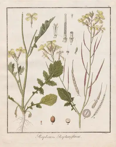 Raphanus Raphanistrum - Acker Rettich radish Hederich charlock Heilpflanzen medicinal plants Botanik Botanical