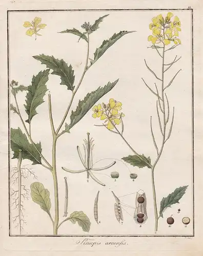 Sinapis arvensis -  Wilder Senf Acher Senf Heilpflanzen medicinal plants Botanik Botanical Botany