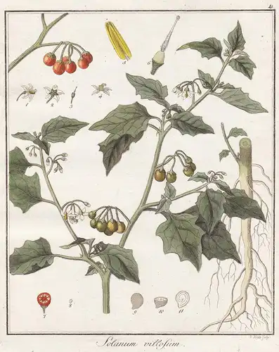 Solanum villosum -  Gelbfrüchtiger Nachtschatten Heilpflanzen medicinal plants Botanik Botanical Botany