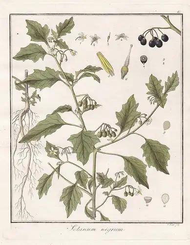 Solanum nigrum - Schwarzer Nachtschatten black nightshade Heilpflanzen medicinal plants Botanik Botanical Bota