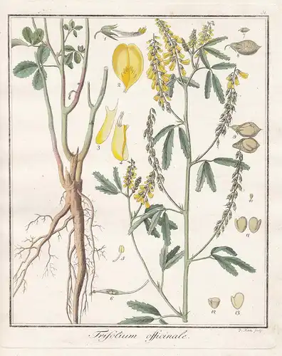 Trifolium officinale - Klee clover Heilpflanzen medicinal plants Botanik Botanical Botany