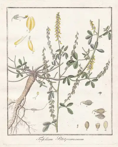 Trifolium petitpierreanum - Klee clover Heilpflanzen medicinal plants Botanik Botanical Botany