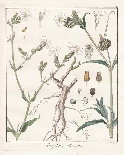 Lychnis dioica - Lichtnelke Leimkraut campion catchfly Heilpflanzen medicinal plants Botanik Botanical Botany